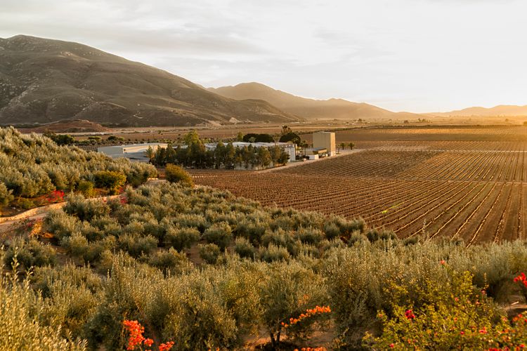 Golden-hour view over olive trees and rows of vines toward a winery and the valley's mountains