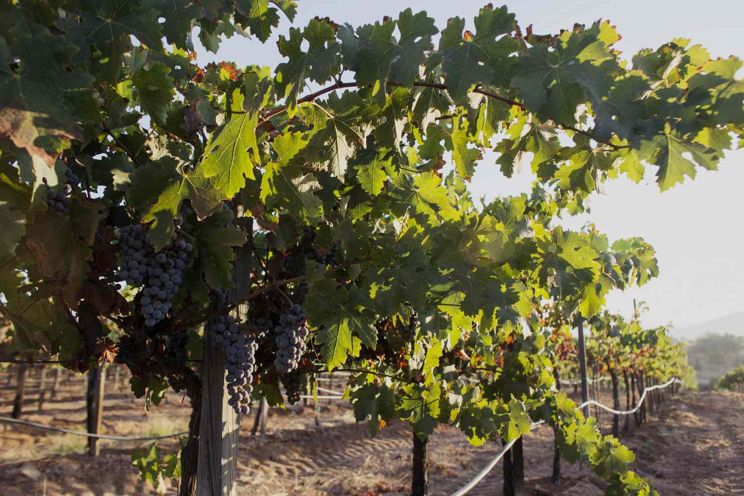Clusters of dark grapes hanging from sunlit vines in a Valle de Guadalupe vineyard